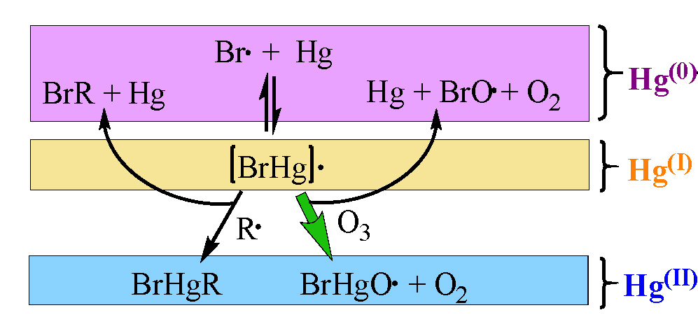 BrHg radical reacts at both the Br and the Hg, leading to mercury reduction or oxidation, respectively, in its reaction with ozone. The reduction product is Hg(0) + BrO + O2, while the oxidation product is BrHgO + O2.